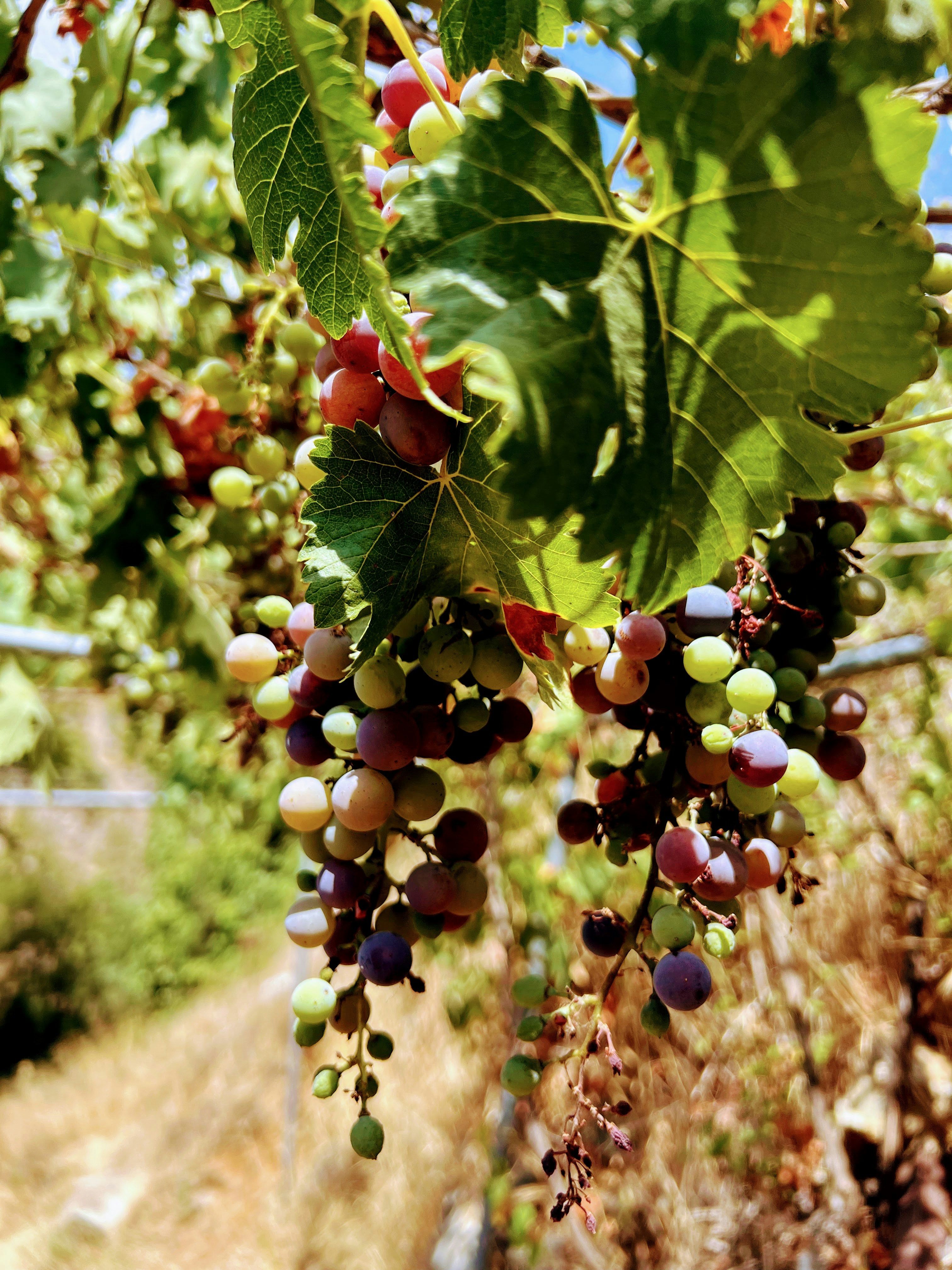 I Vigneti di Cipro